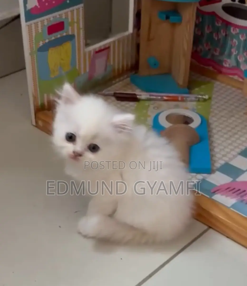 1-3 months Female Purebred Persian
