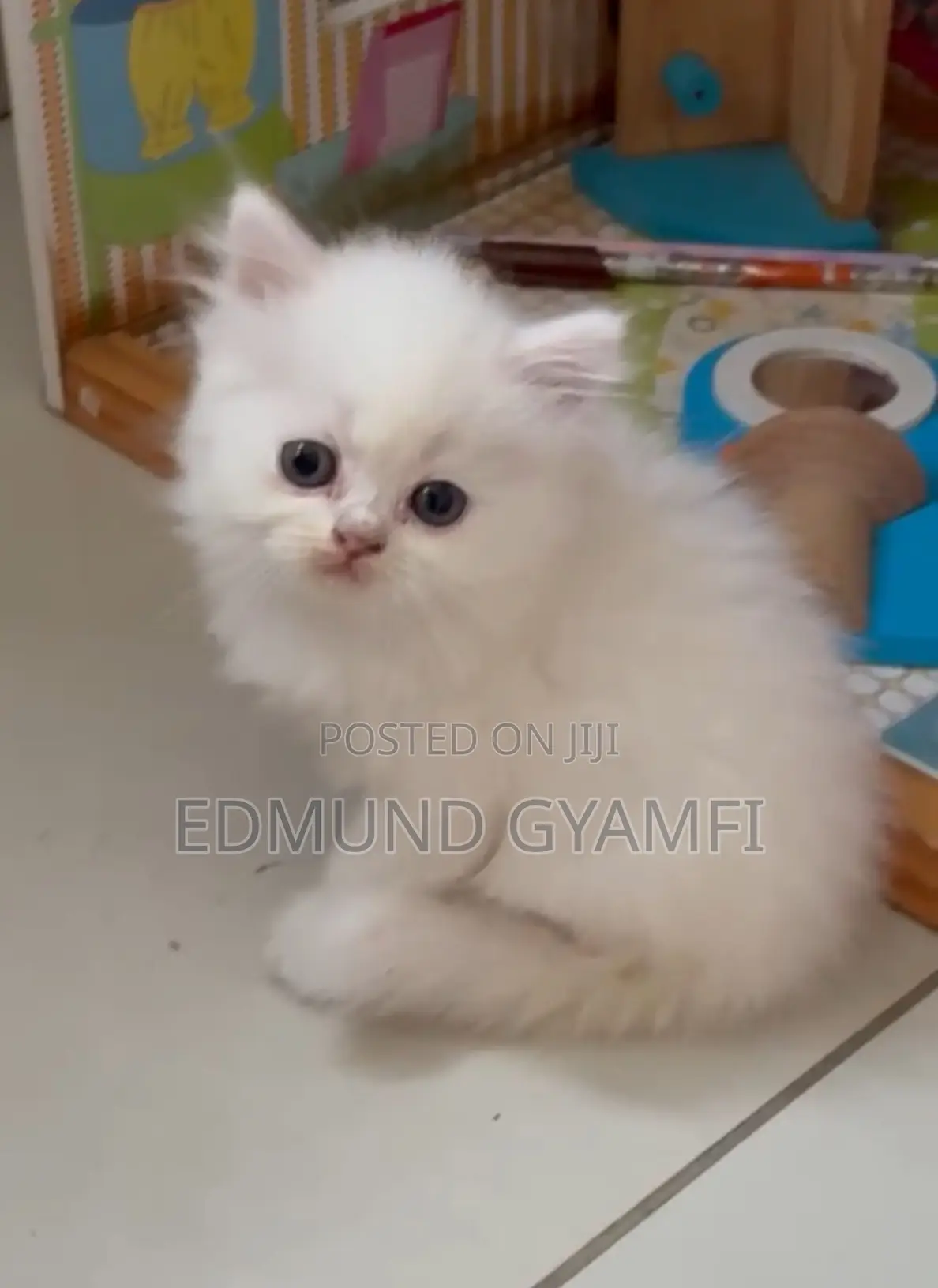 1-3 months Female Purebred Persian