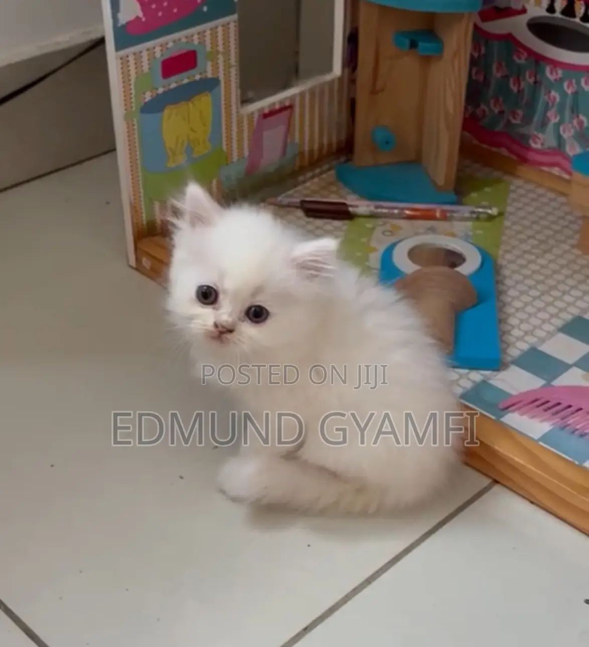1-3 months Female Purebred Persian