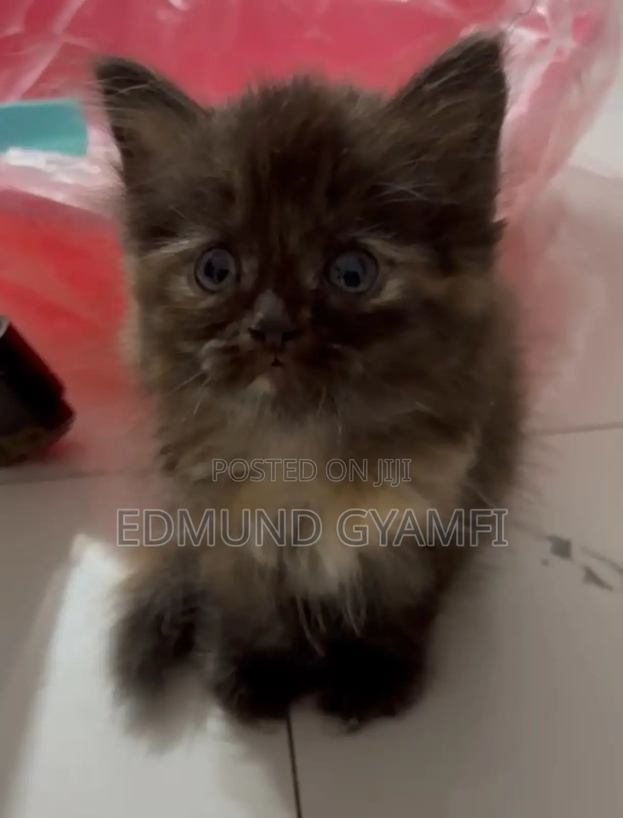 1-3 months Female Purebred Persian