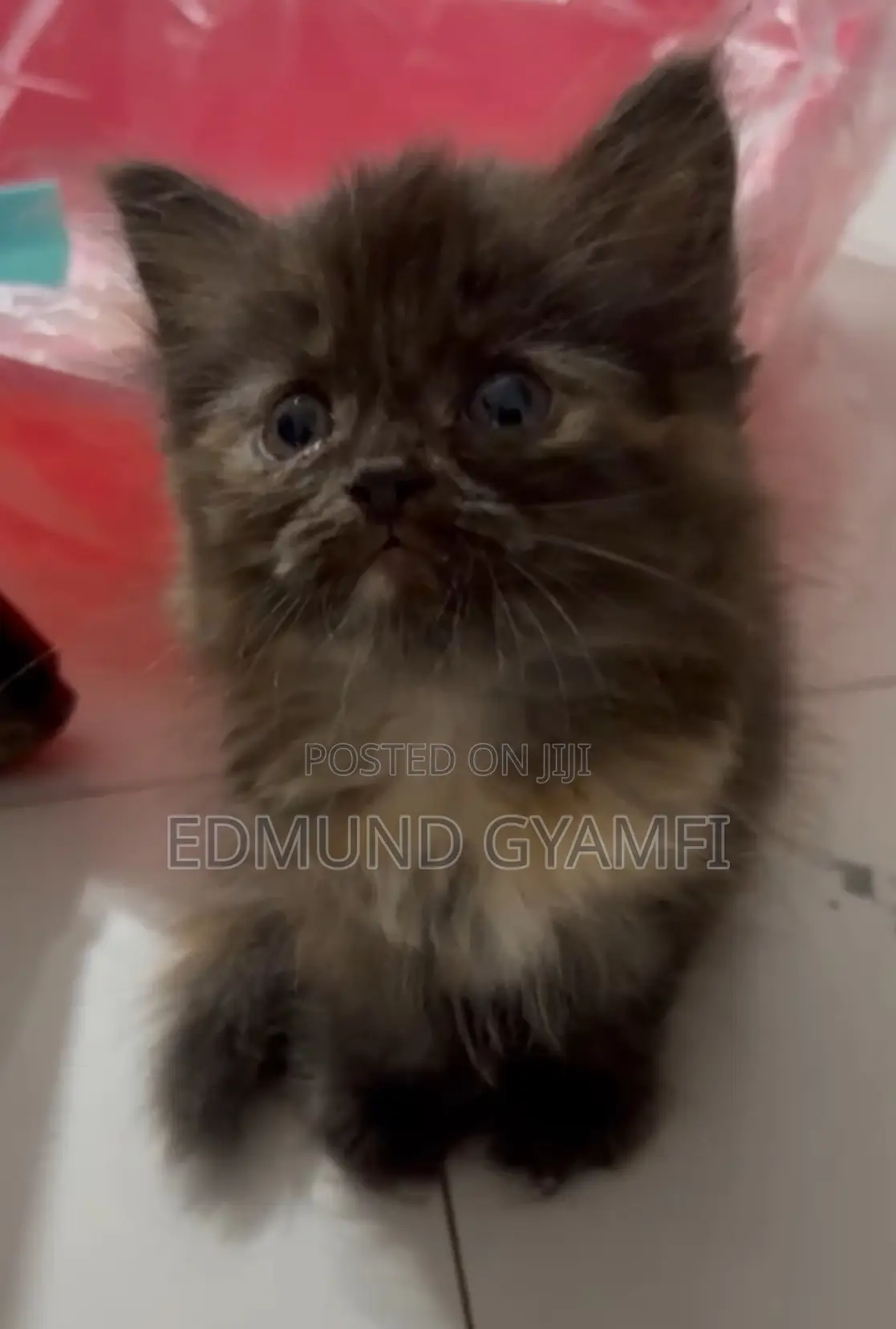 1-3 months Female Purebred Persian