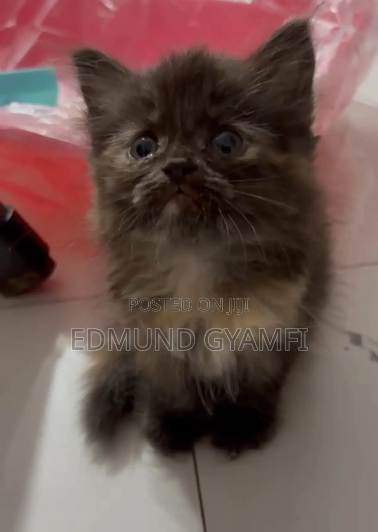 1-3 months Female Purebred Persian