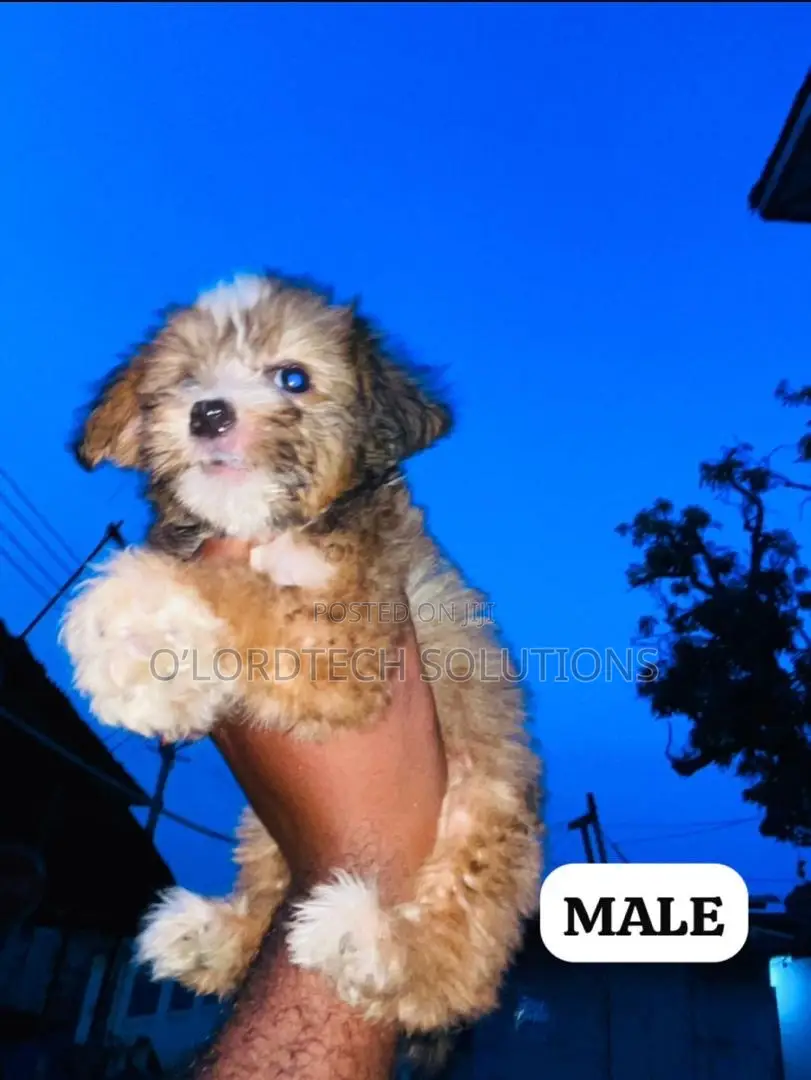 1-3 months Male Purebred Poodle
