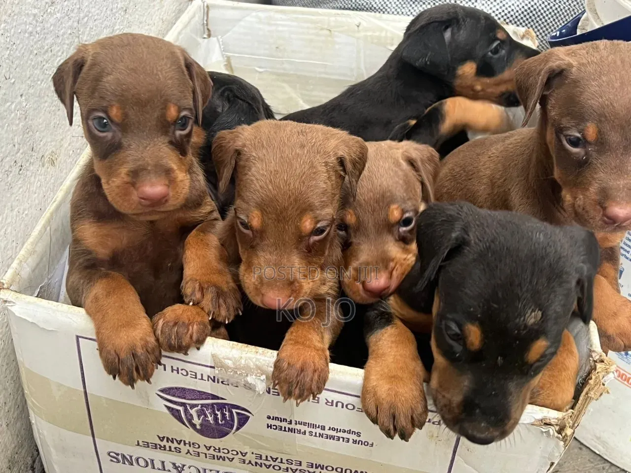1-3 months Female Purebred Doberman Pinscher