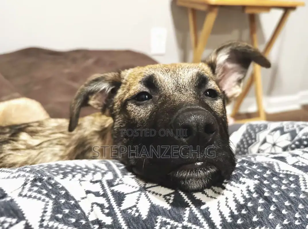 3-6 months Male Mixed Breed German Shepherd