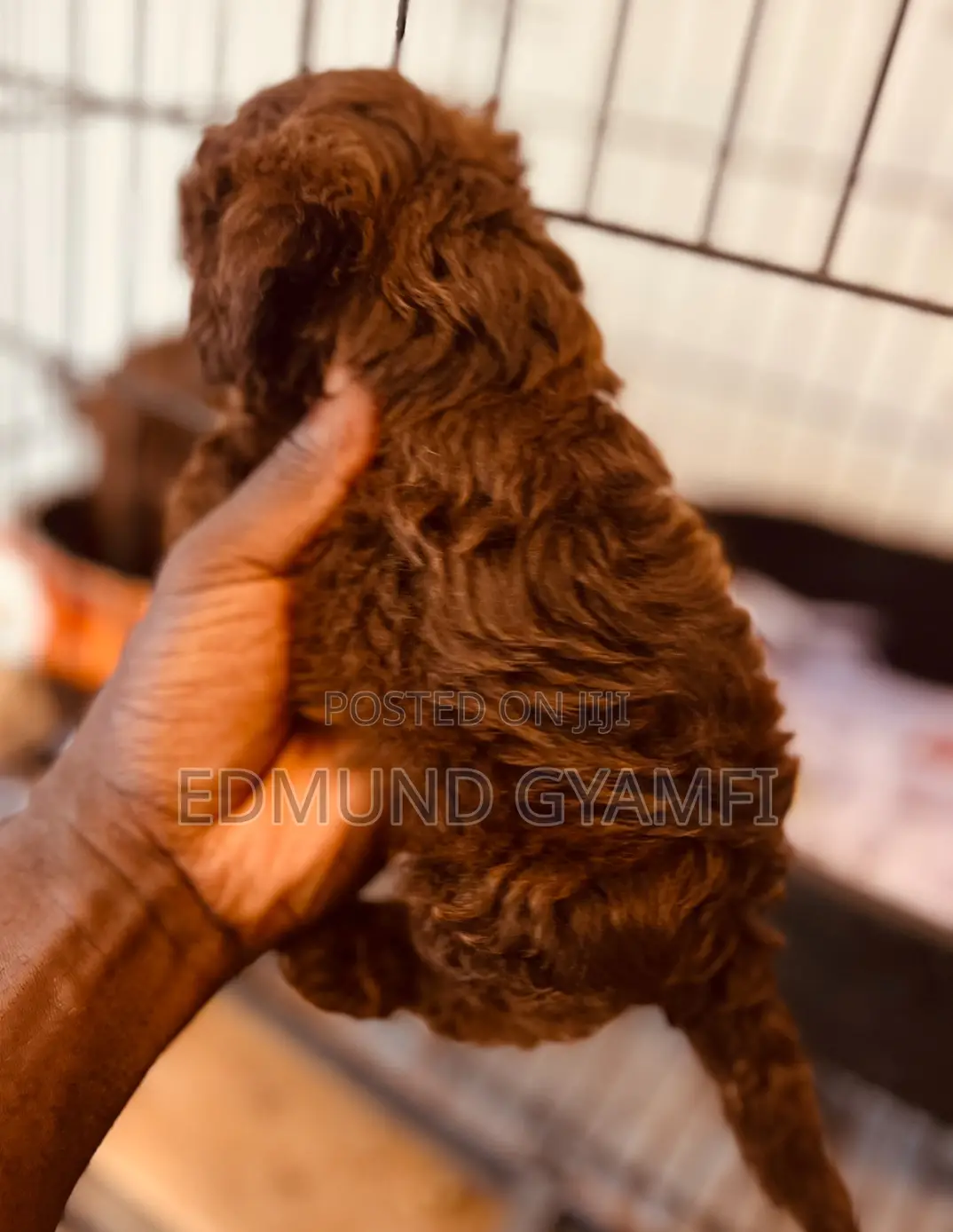 1-3 months Male Purebred Poodle