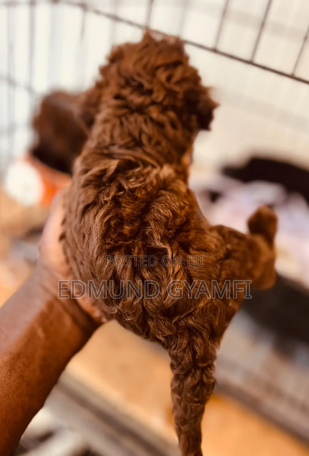 1-3 months Male Purebred Poodle
