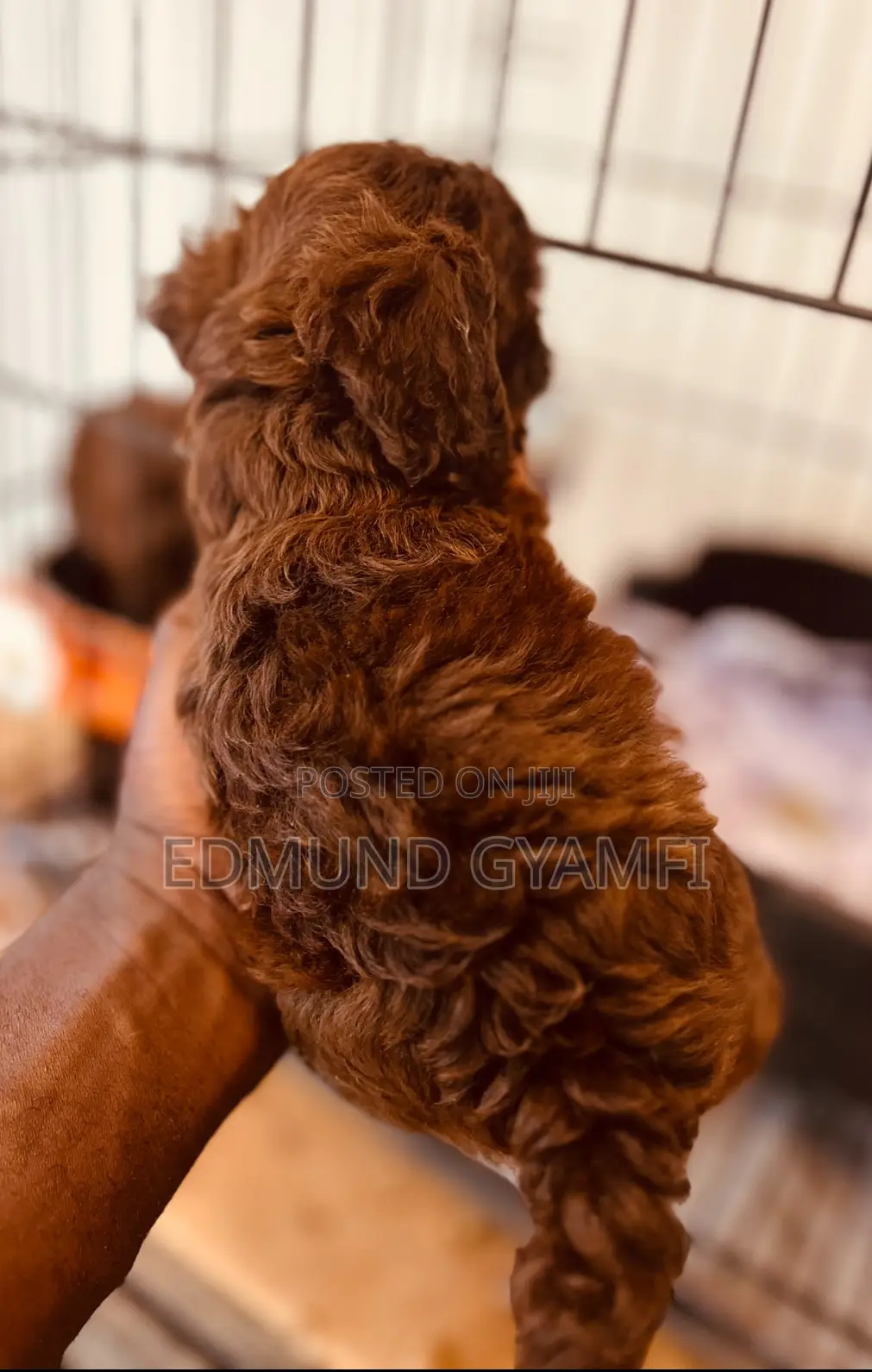 1-3 months Male Purebred Poodle