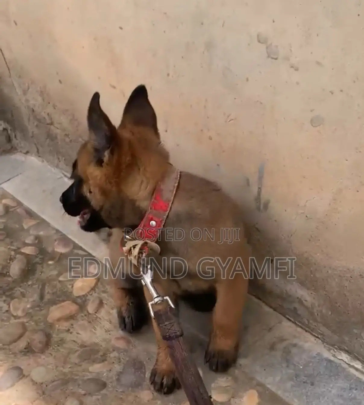 1-3 months Female Purebred Belgian Malinois
