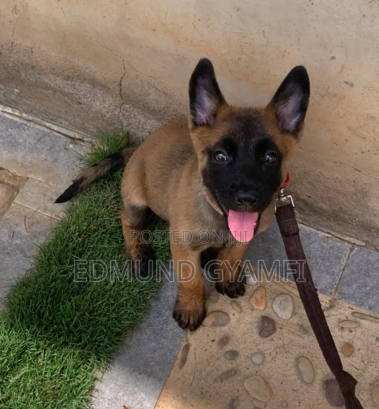 1-3 months Female Purebred Belgian Malinois