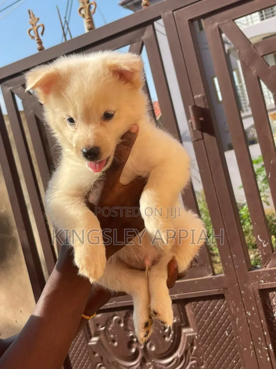 1-3 months Male Purebred American Eskimo