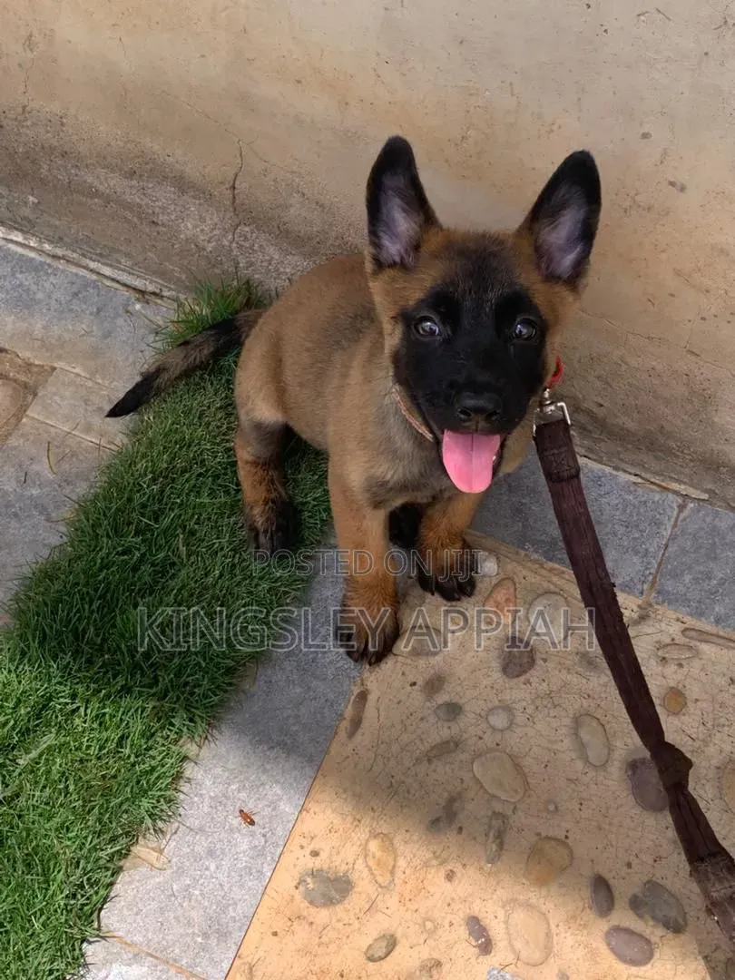 1-3 months Male Purebred Belgian Malinois