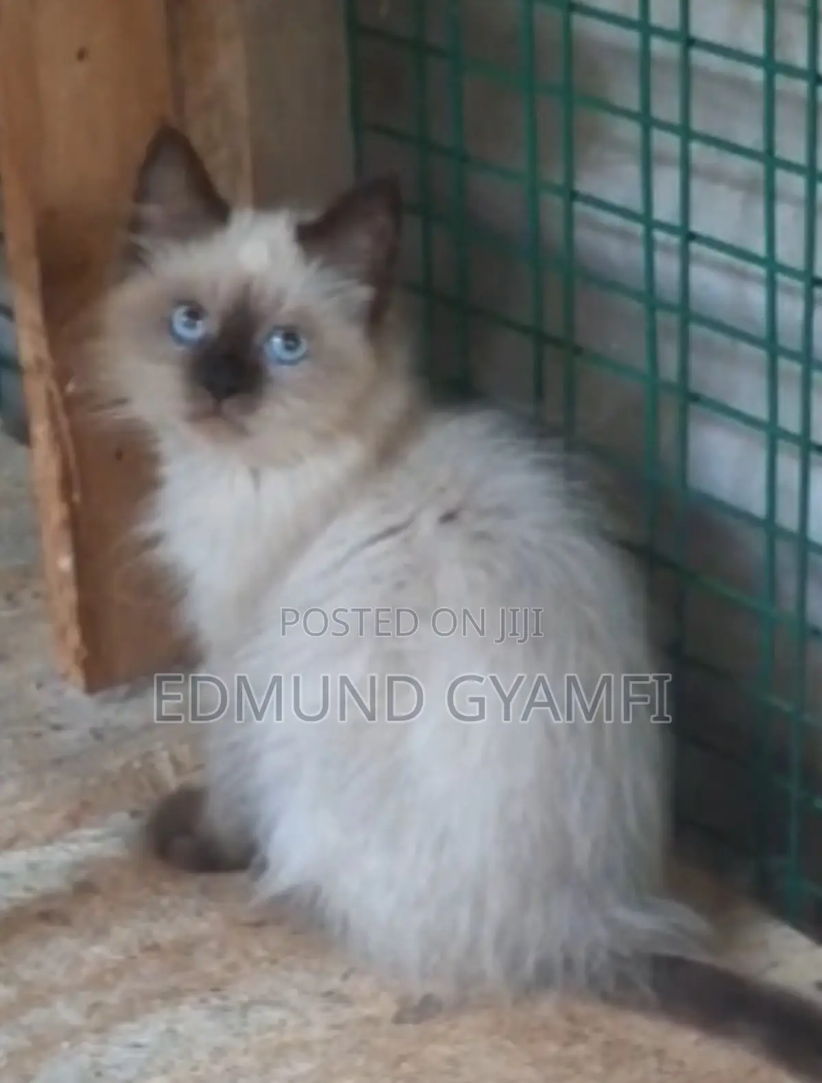 1-3 months Female Purebred Persian
