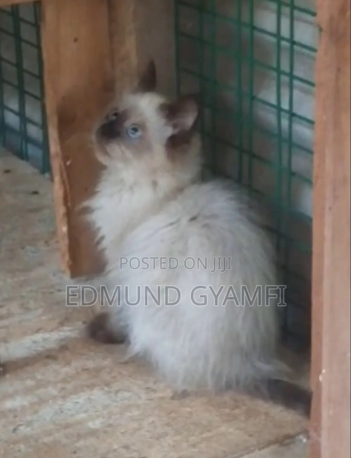 1-3 months Female Purebred Persian