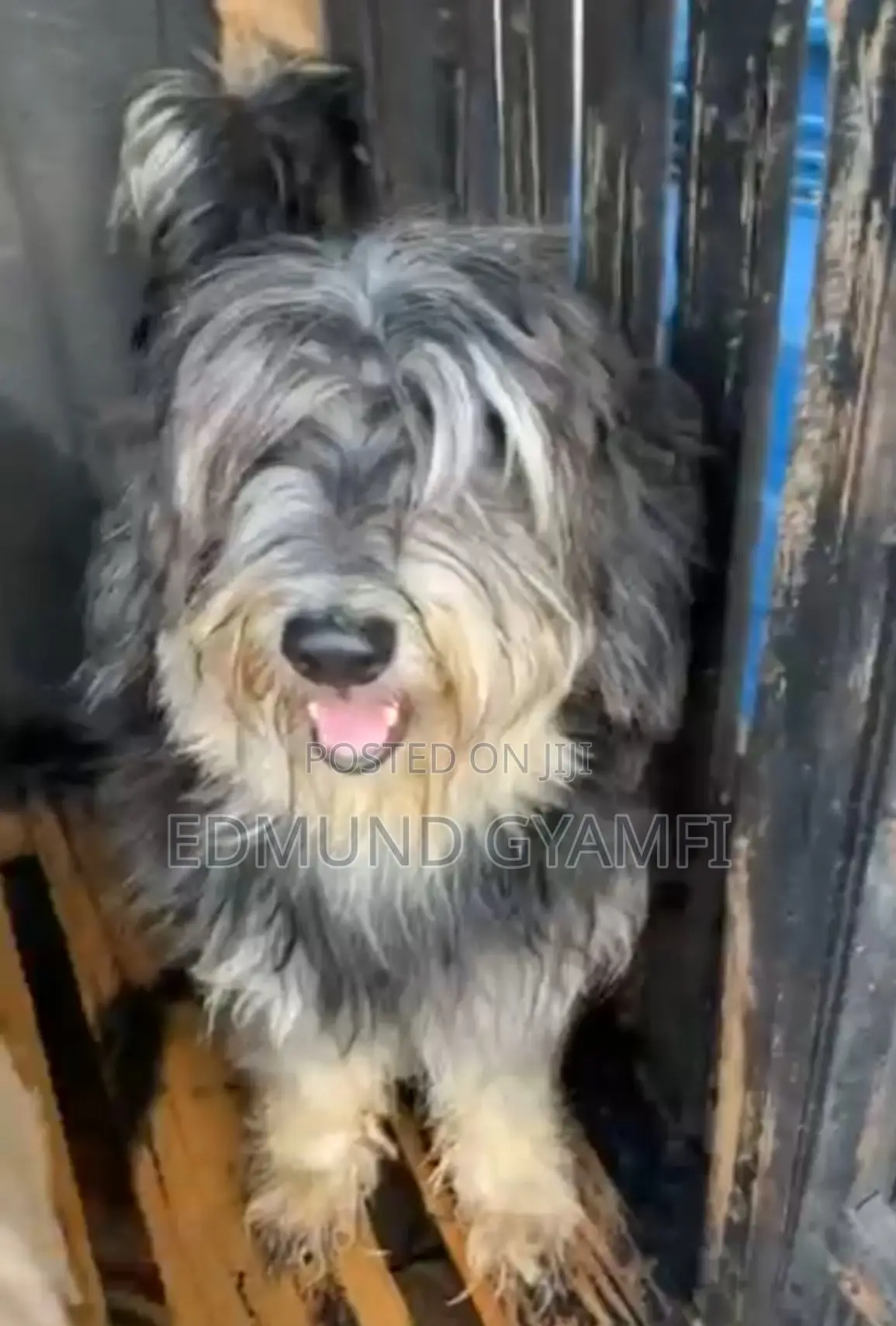 1+ year Male Purebred Maltipoo
