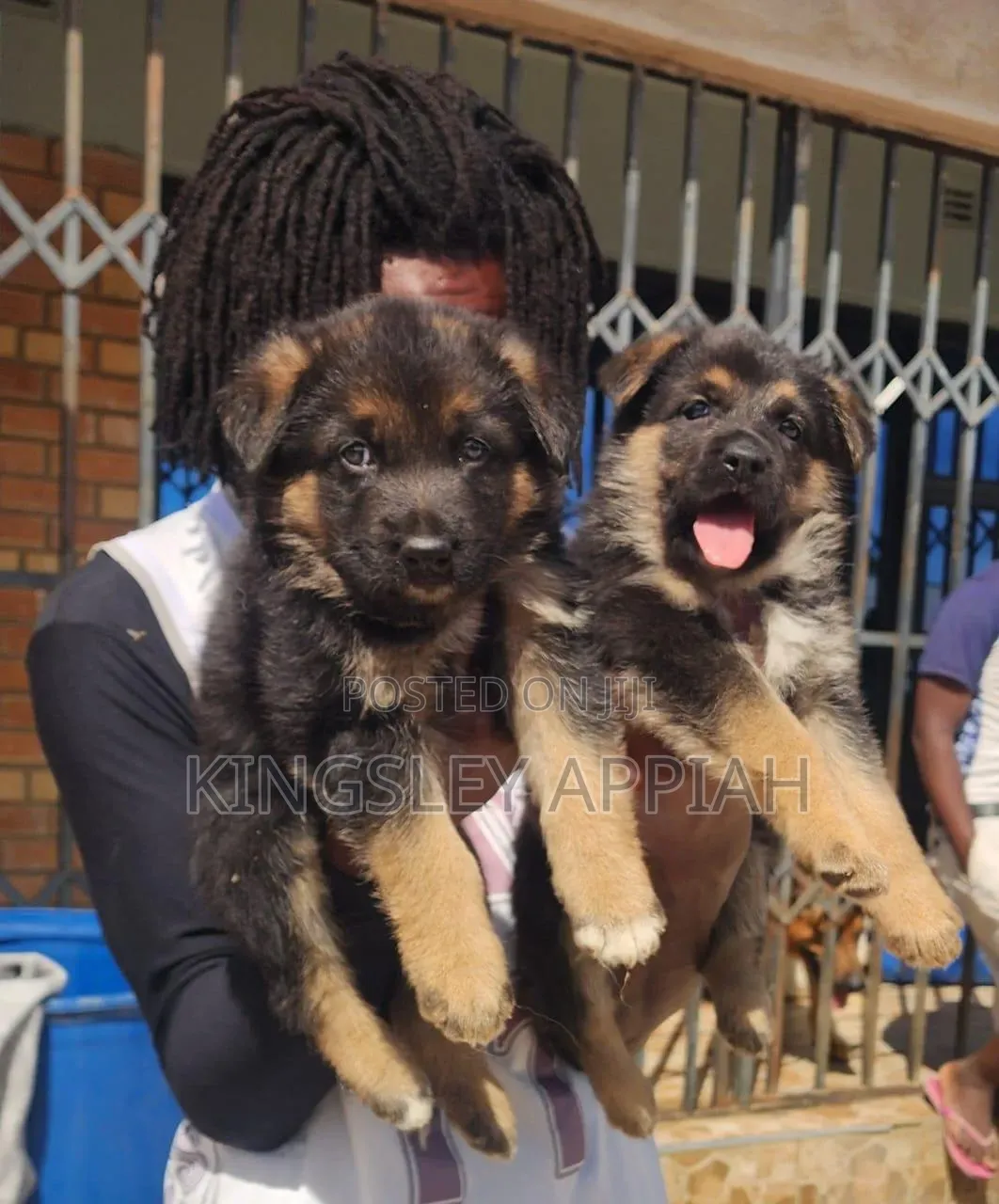 1-3 months Male Purebred German Shepherd