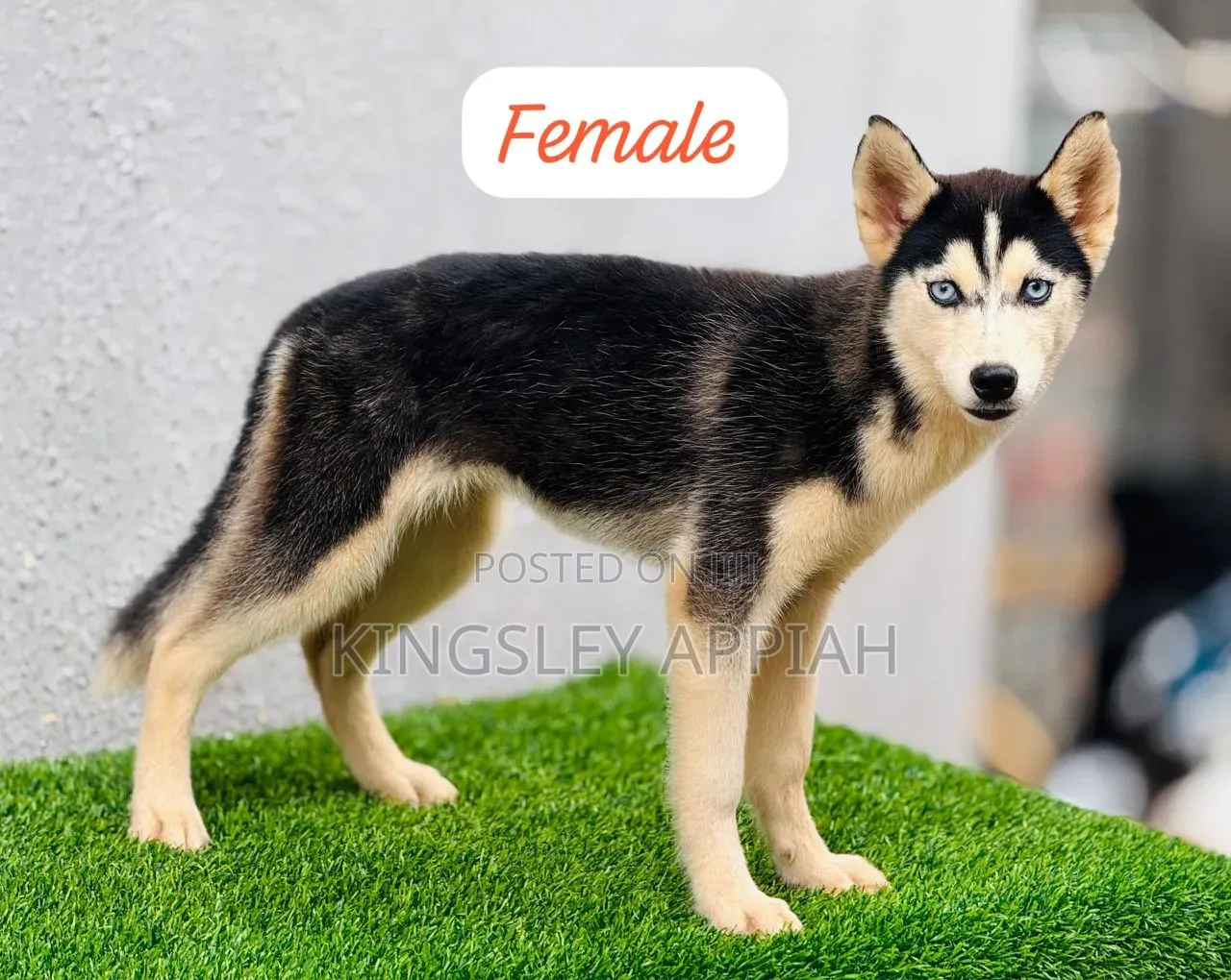 1-3 months Male Purebred Siberian Husky