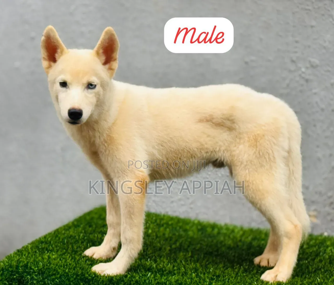 1-3 months Male Purebred Siberian Husky
