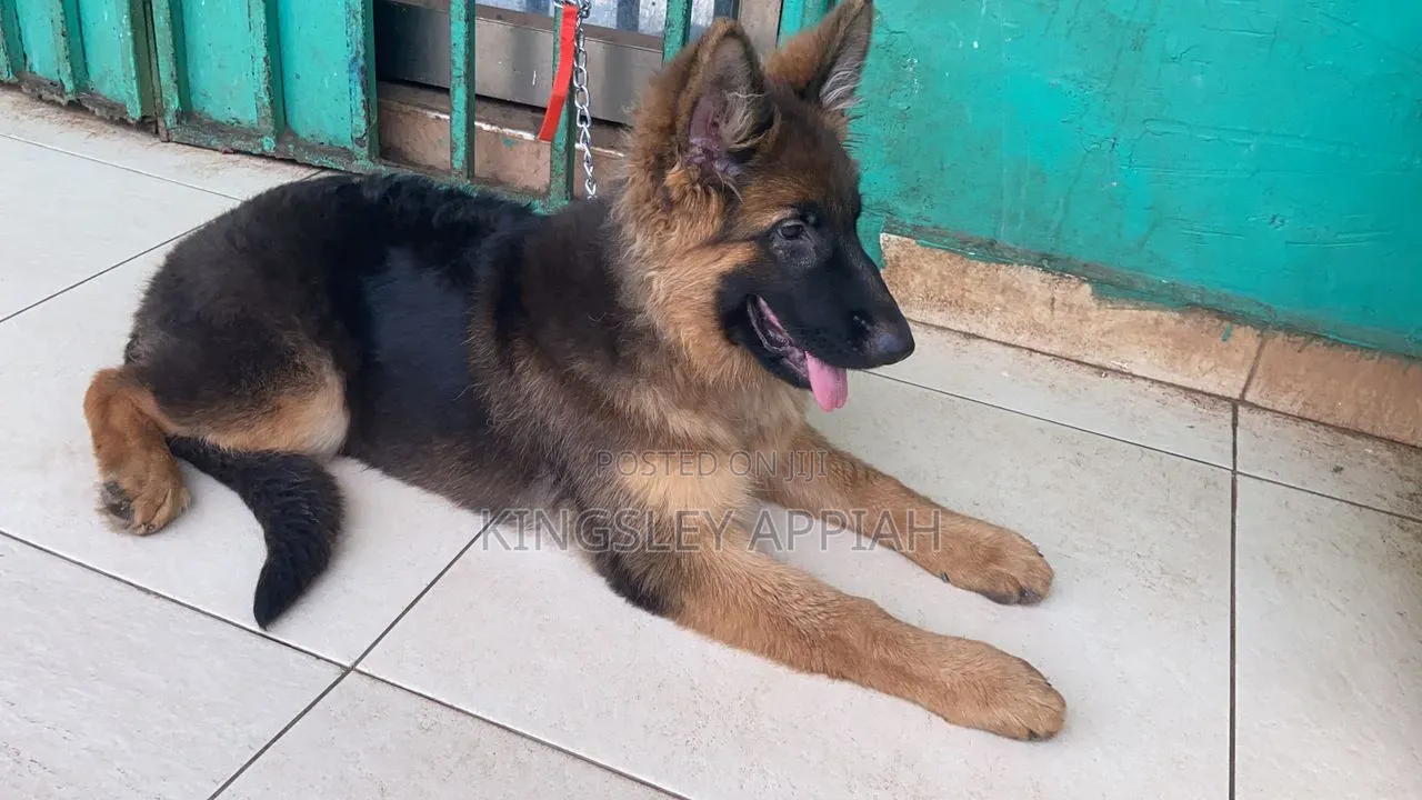 6-12 months Female Purebred German Shepherd