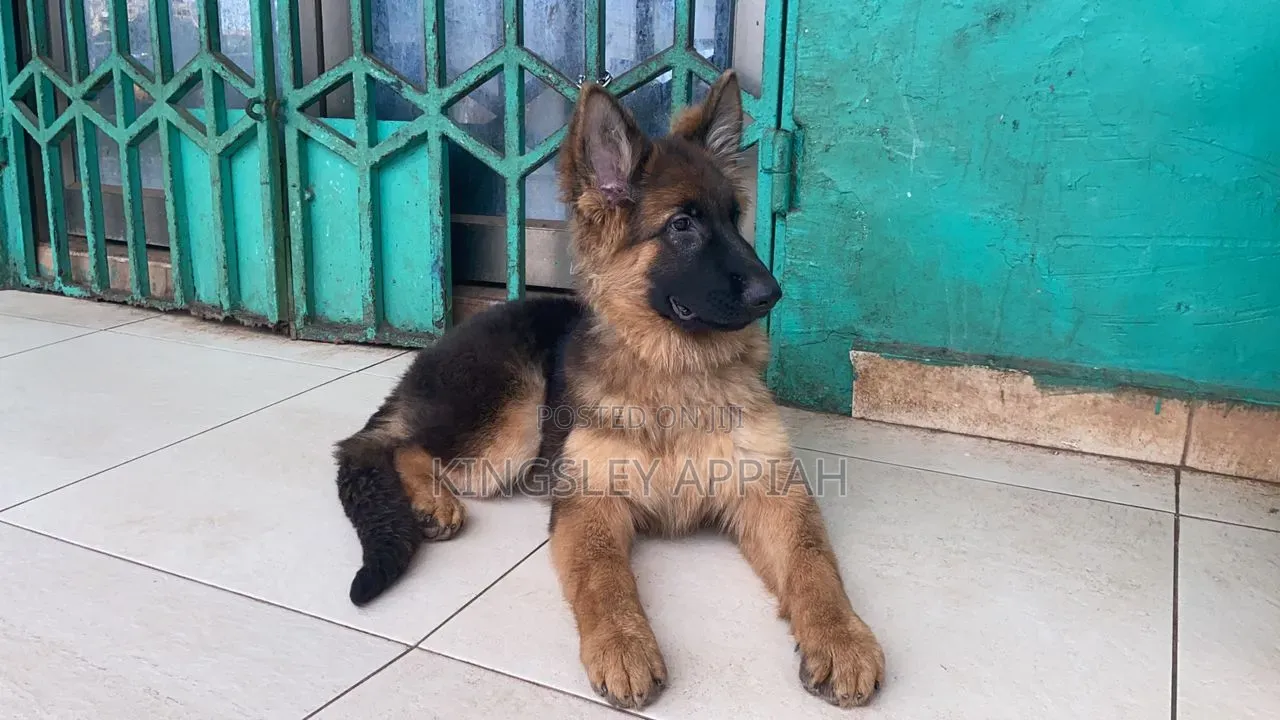 6-12 months Female Purebred German Shepherd