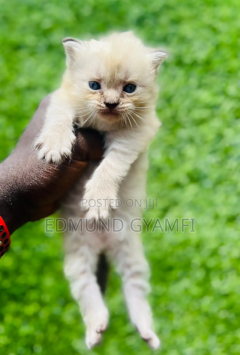 1-3 months Male Purebred Persian