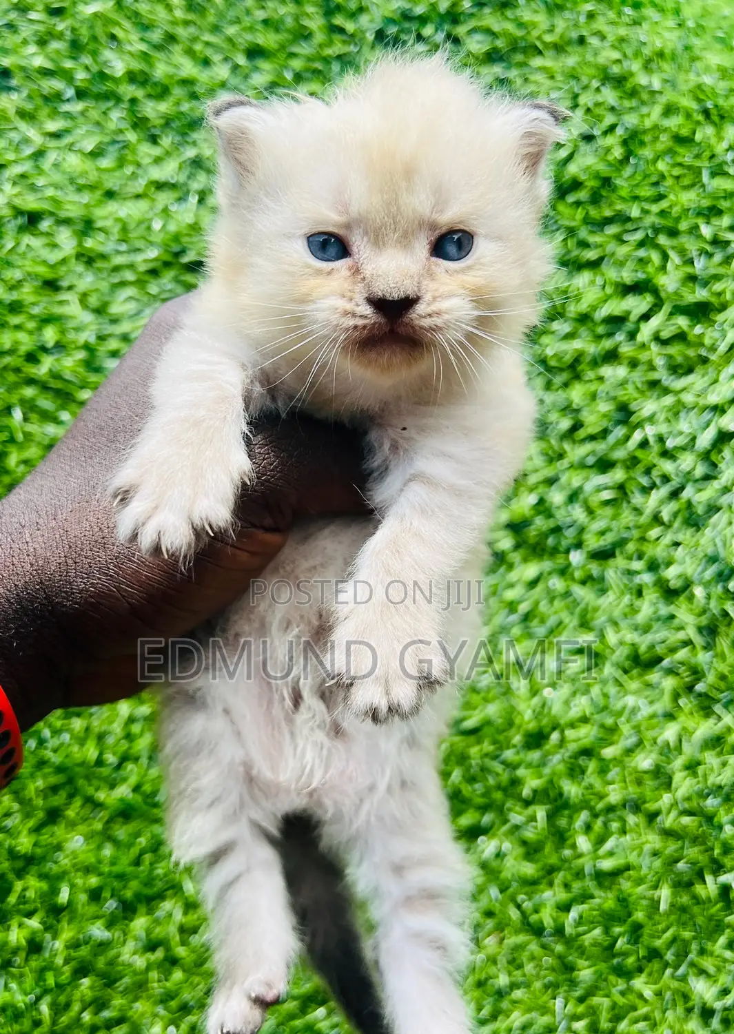 1-3 months Male Purebred Persian