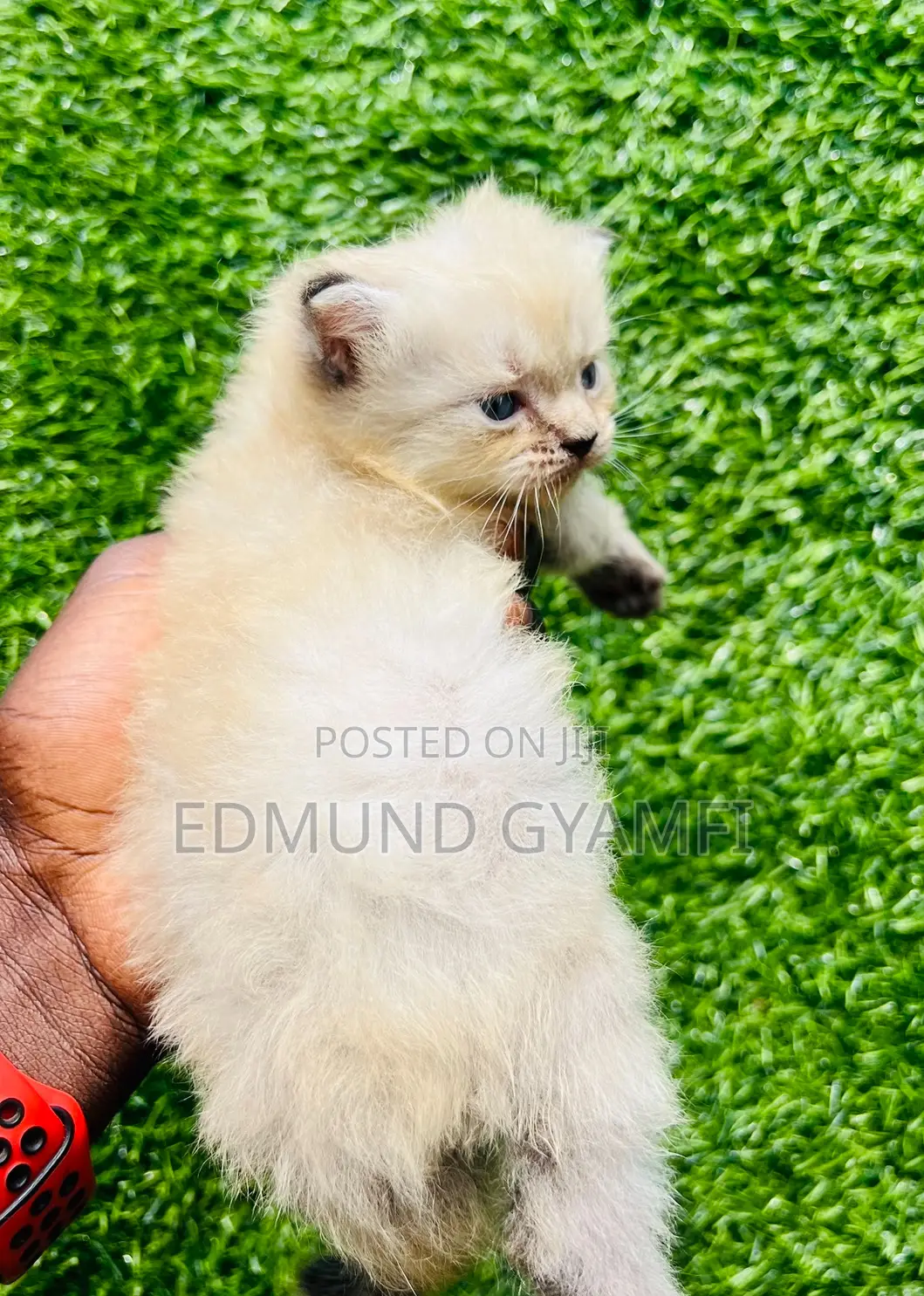 1-3 months Male Purebred Persian