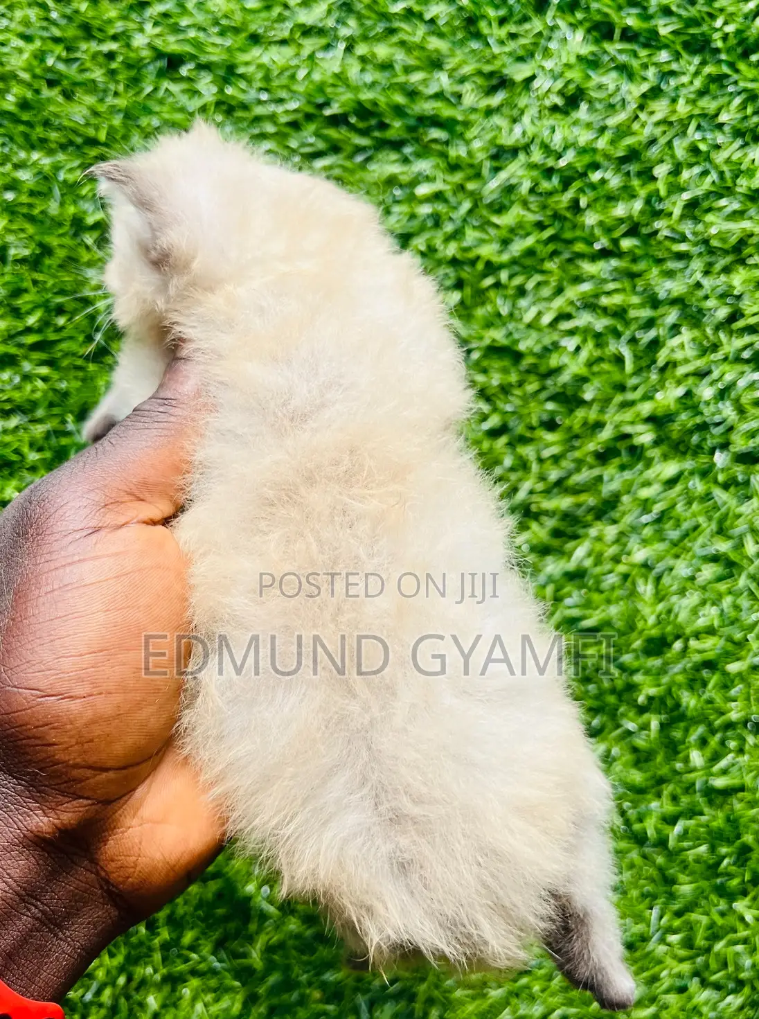 1-3 months Male Purebred Persian