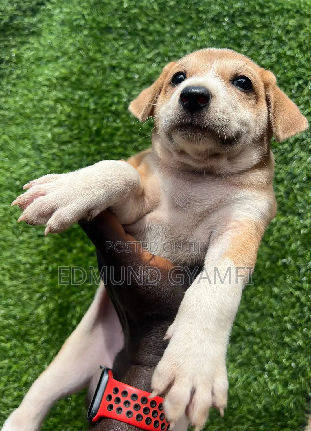 1-3 months Female Mixed Breed Mongrel (No Breed)