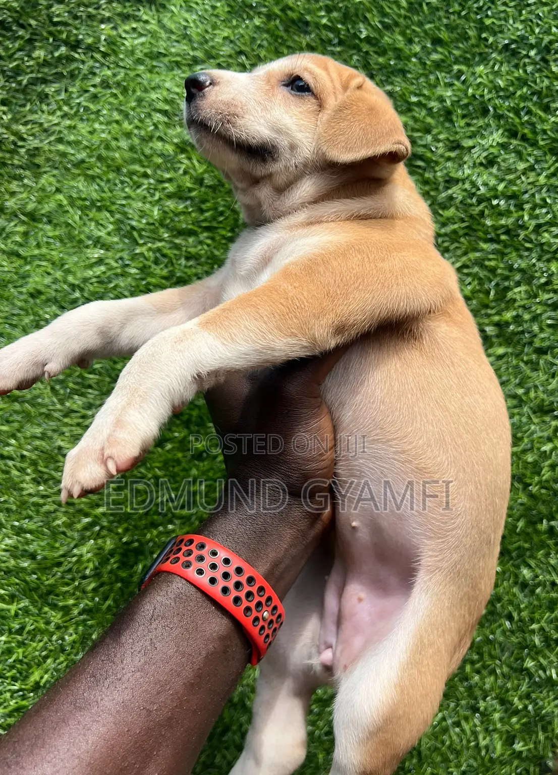 1-3 months Female Mixed Breed Mongrel (No Breed)