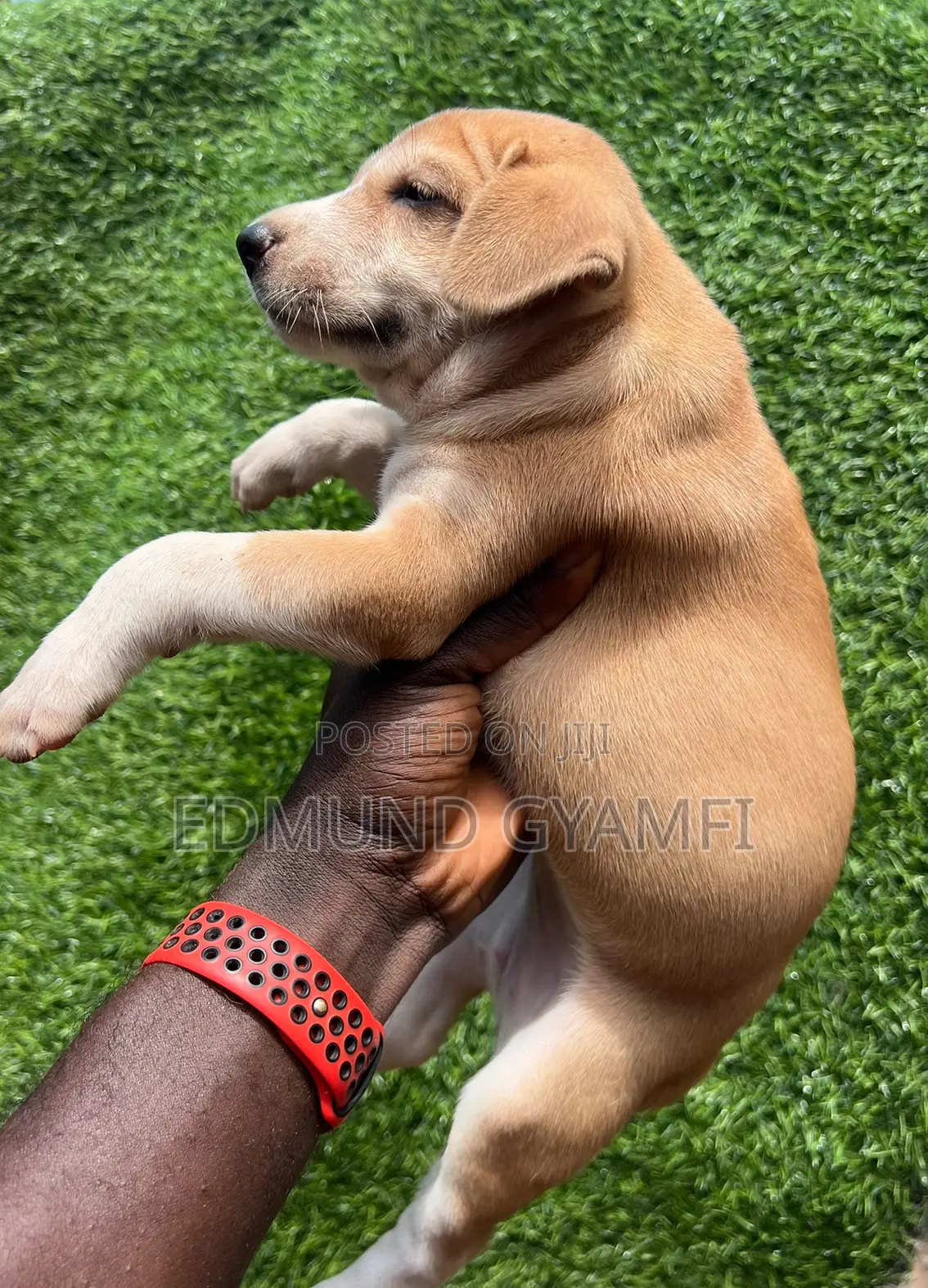 1-3 months Female Mixed Breed Mongrel (No Breed)