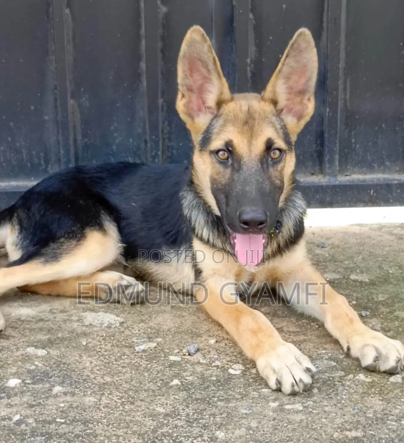 1-3 months Male Purebred German Shepherd