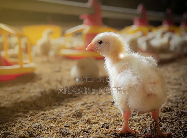 Mojo Farms