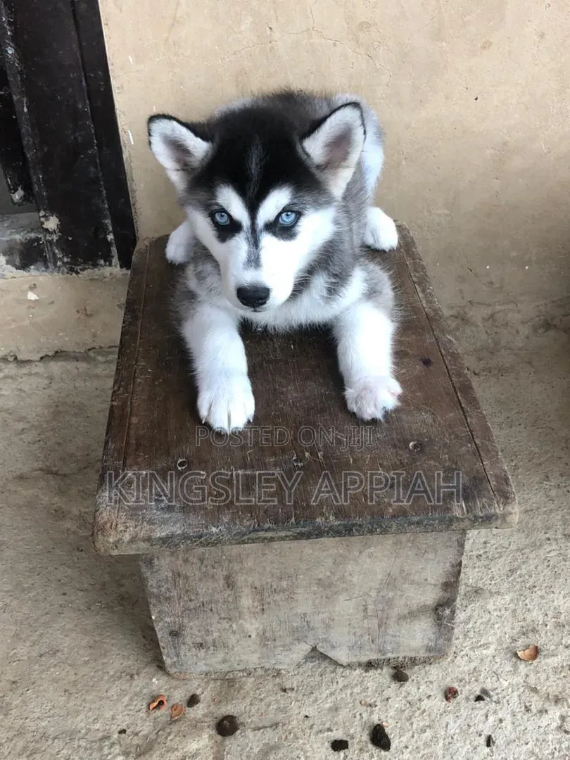 1-3 months Male Purebred Siberian Husky