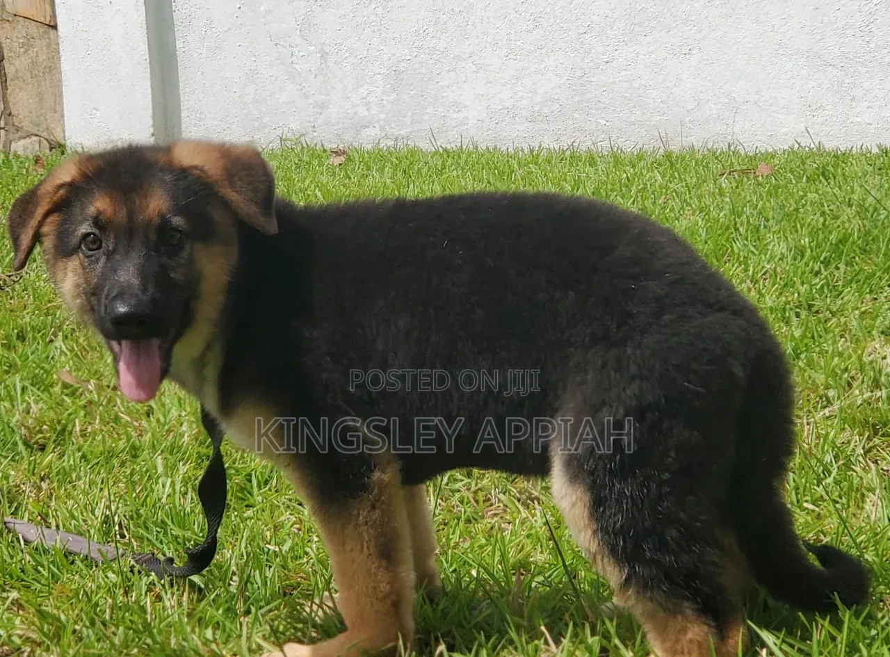 1-3 months Male Purebred German Shepherd
