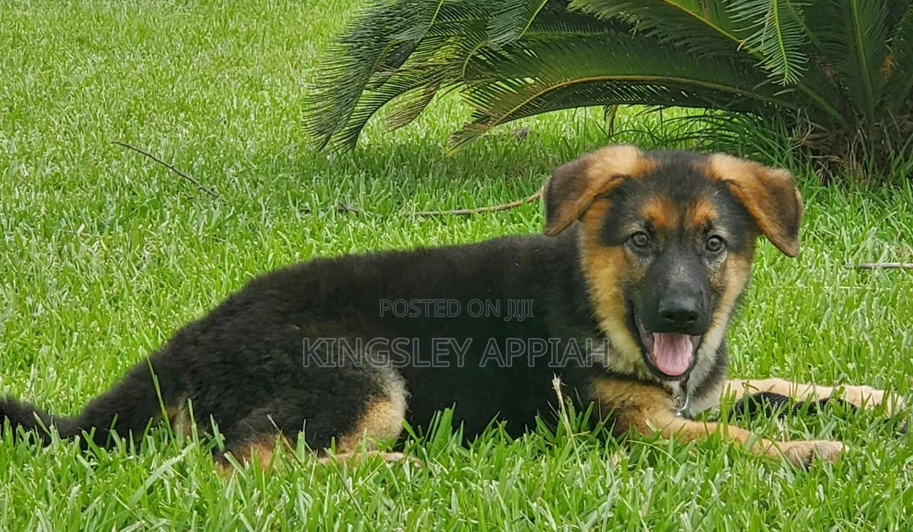 1-3 months Male Purebred German Shepherd