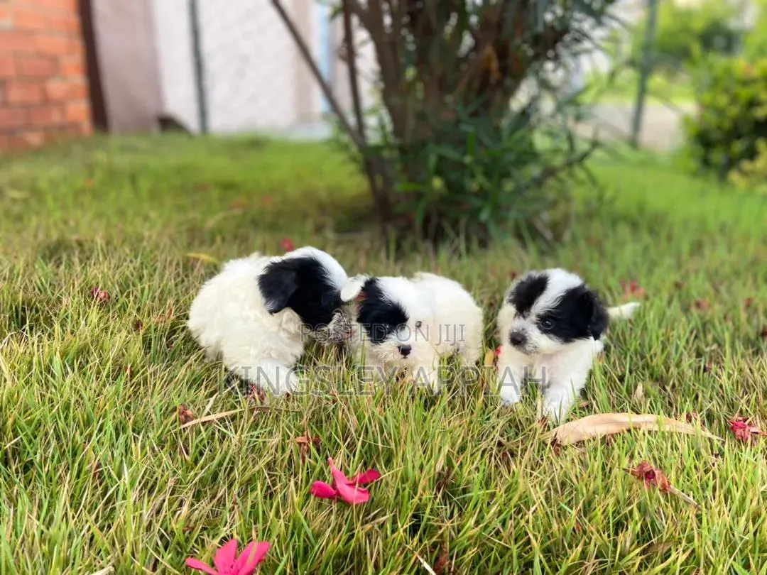 1-3 months Female Purebred Poodle