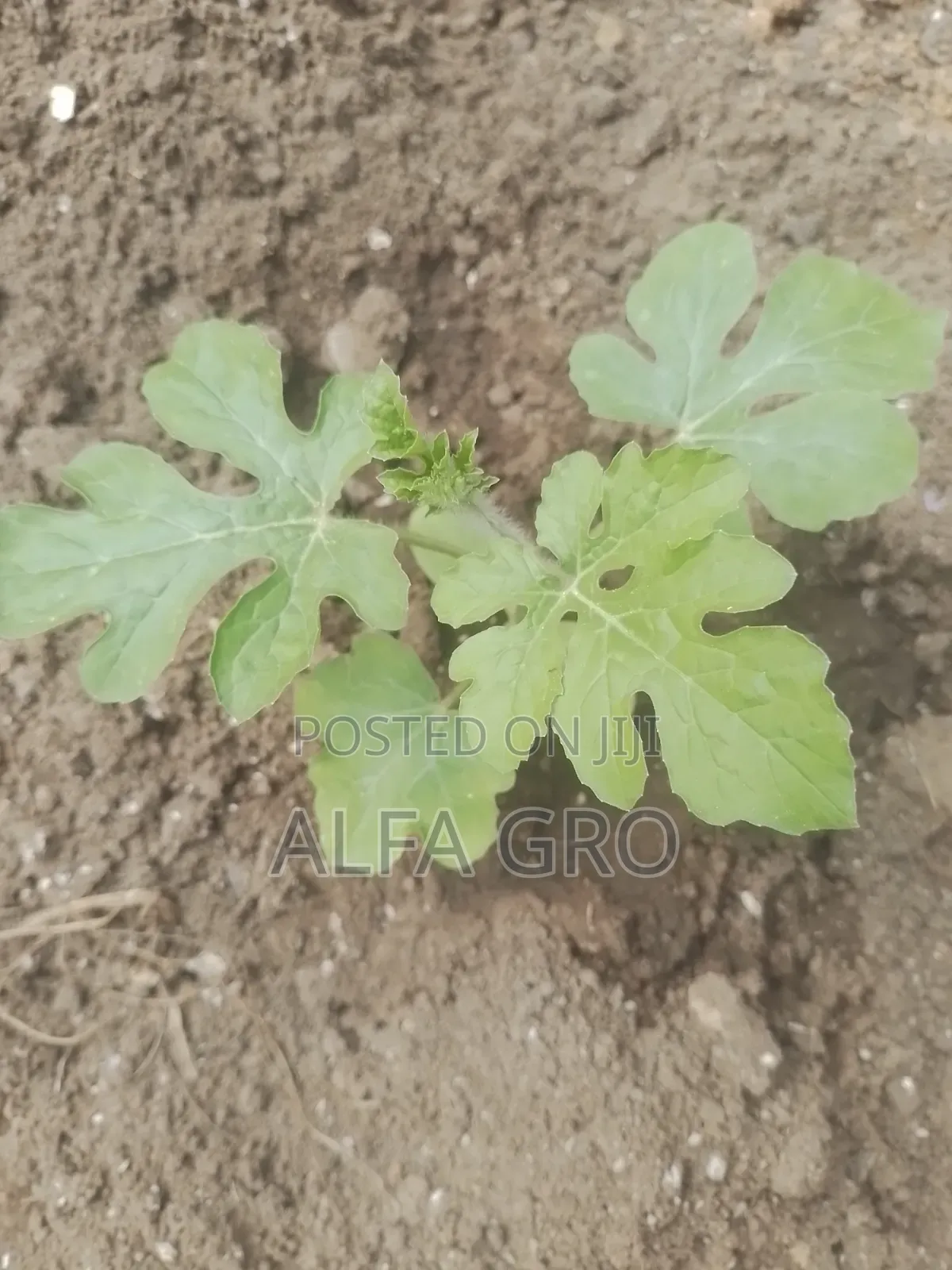 Watermelon Seedlings