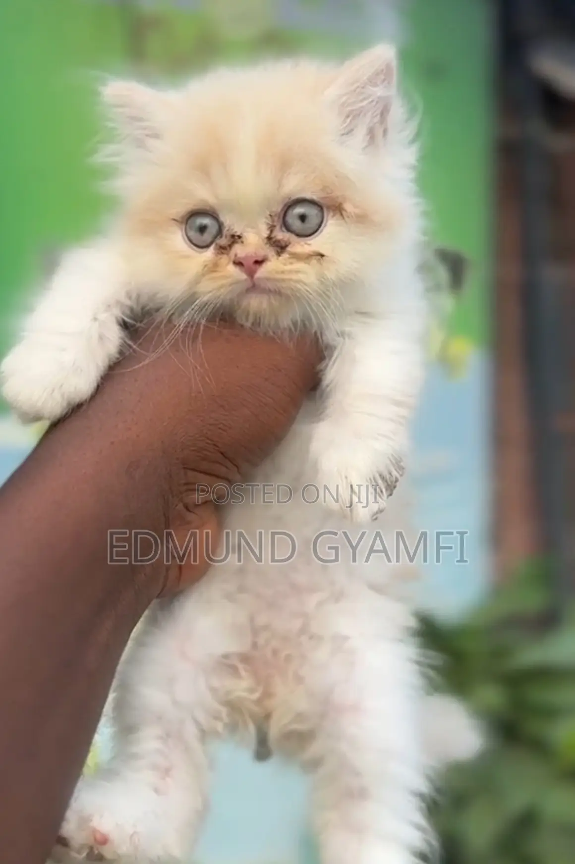1-3 months Male Purebred Persian