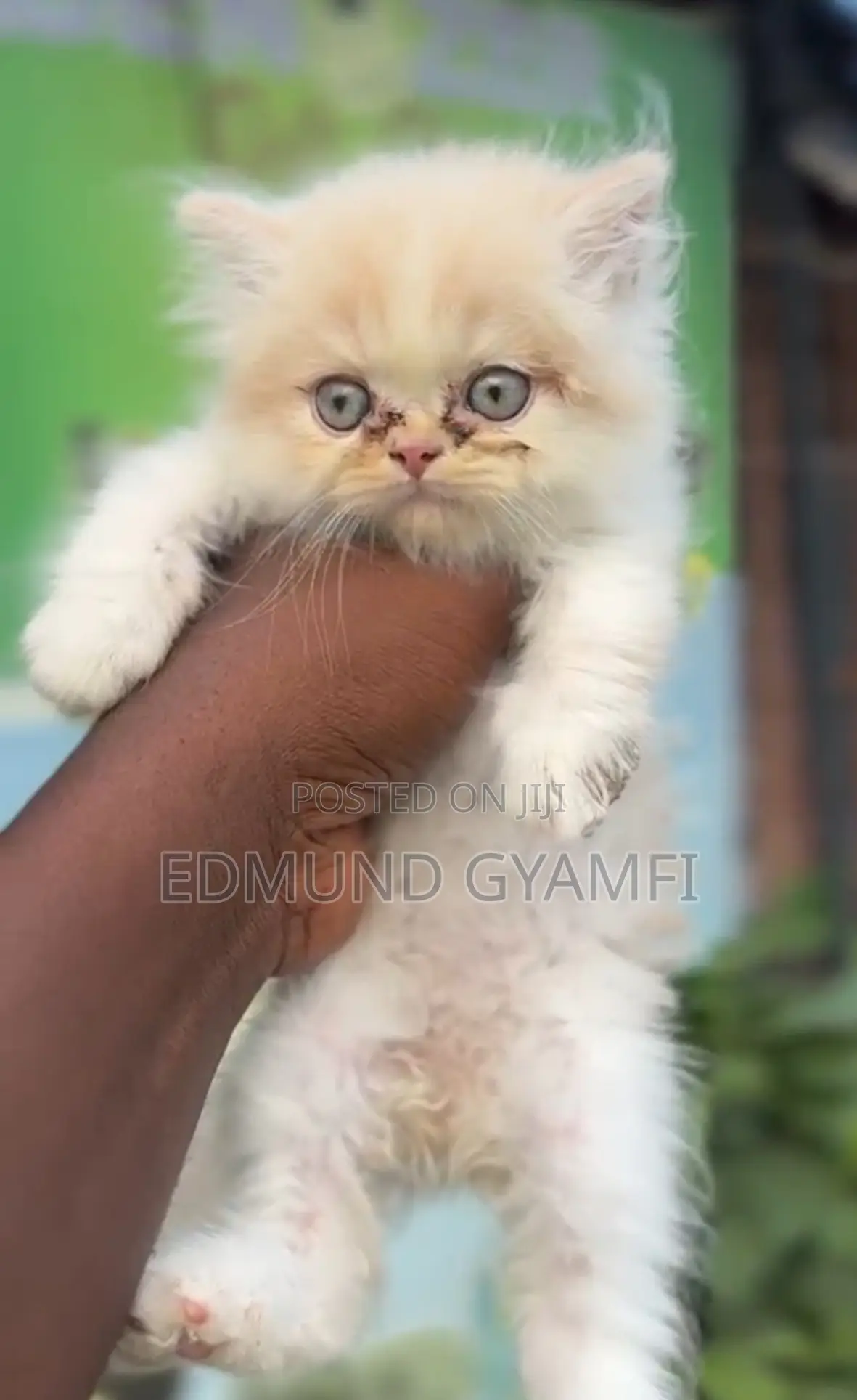 1-3 months Male Purebred Persian