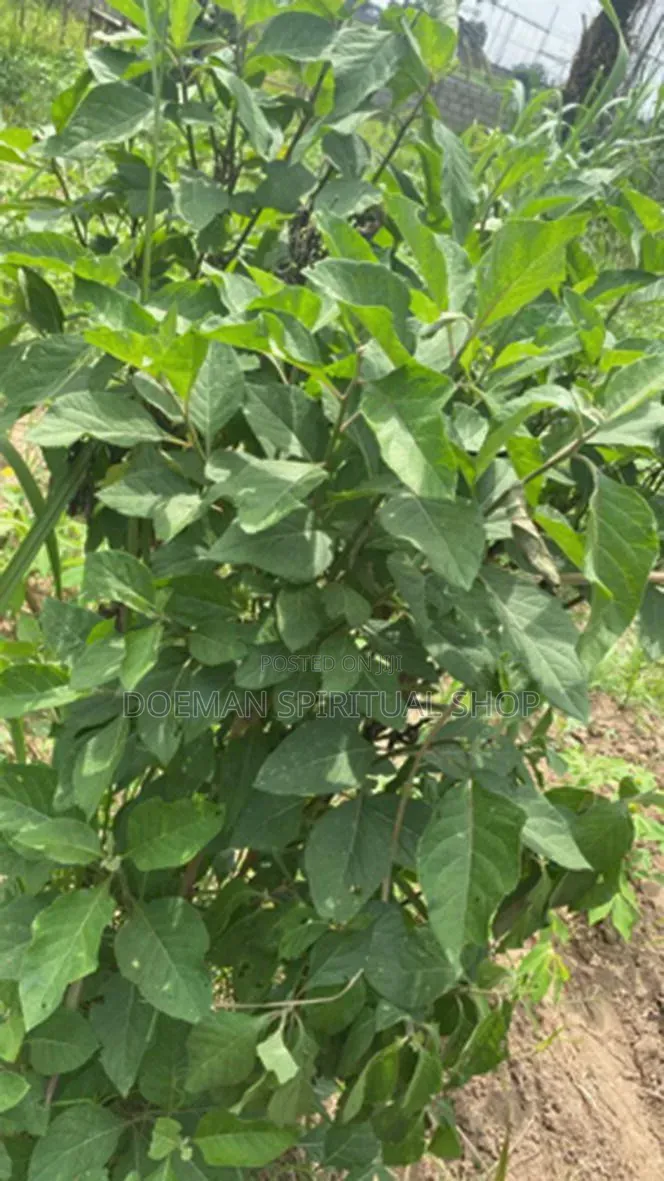 Bitter Leaves
