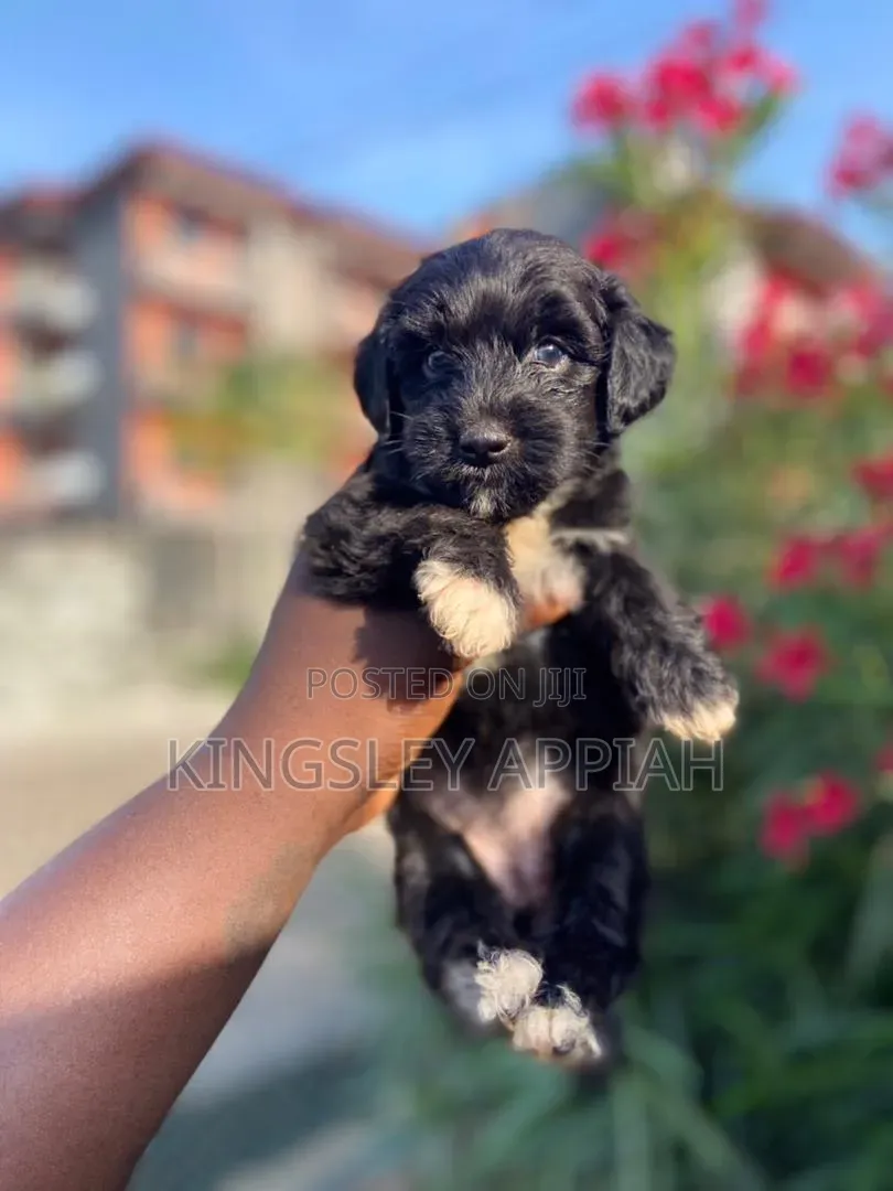 1-3 months Female Purebred Poodle