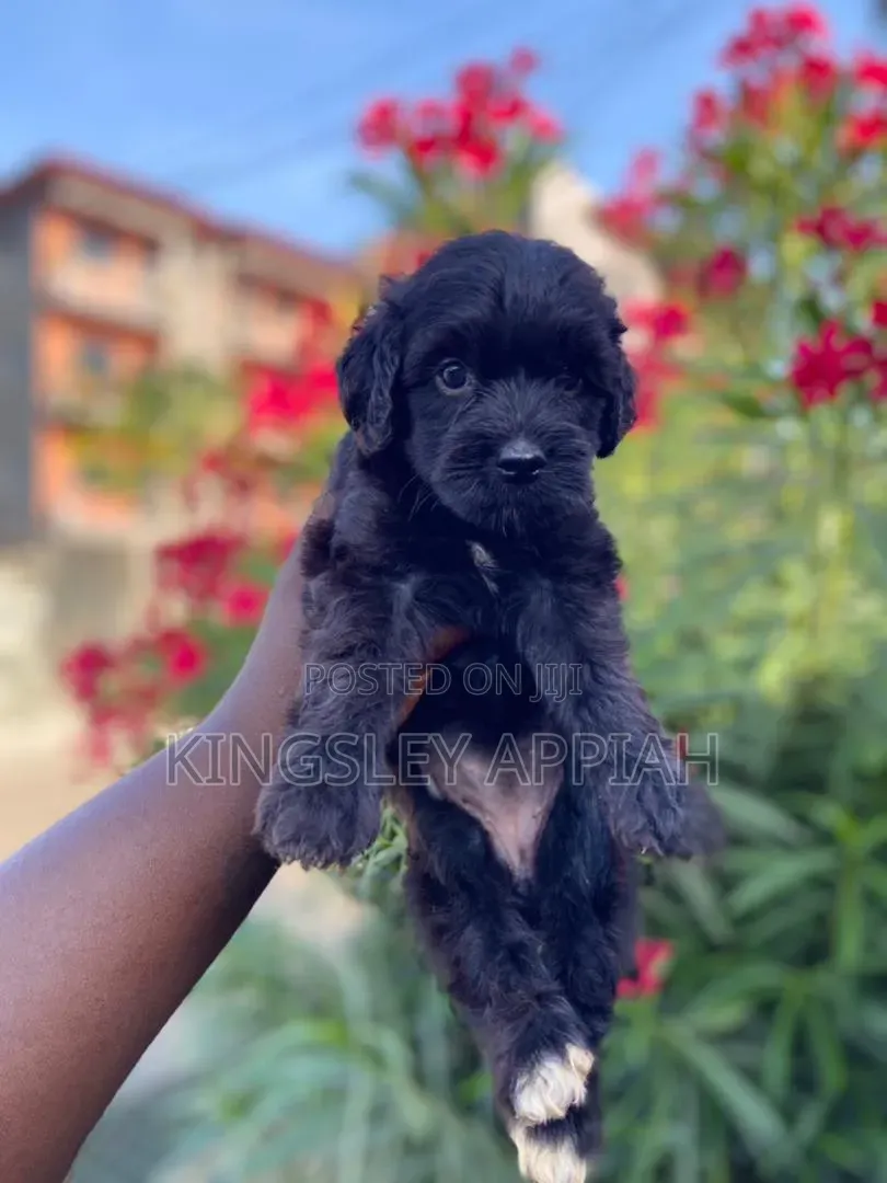 1-3 months Female Purebred Poodle