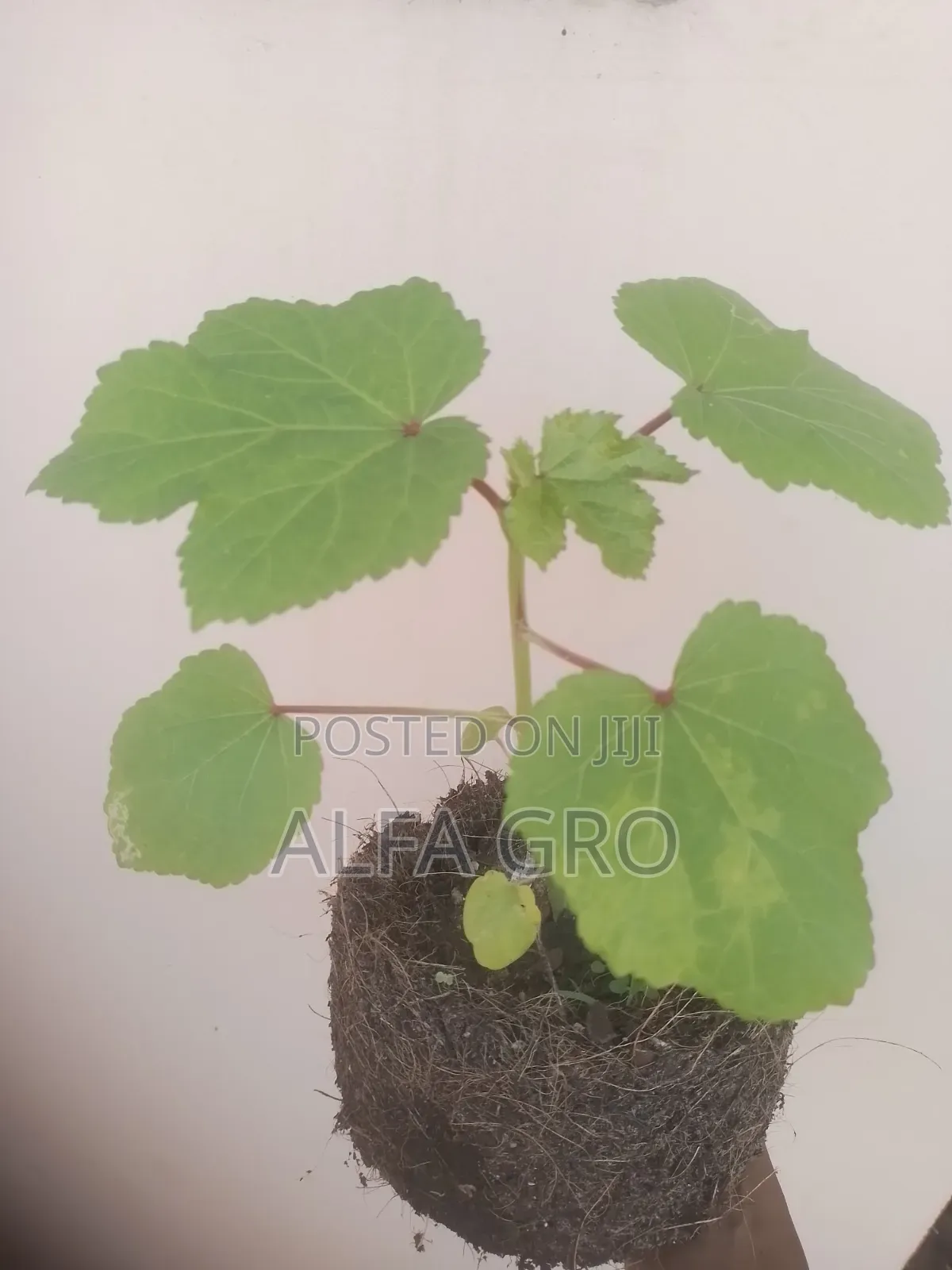 Okro Big Seedlings(Direct Transplant)
