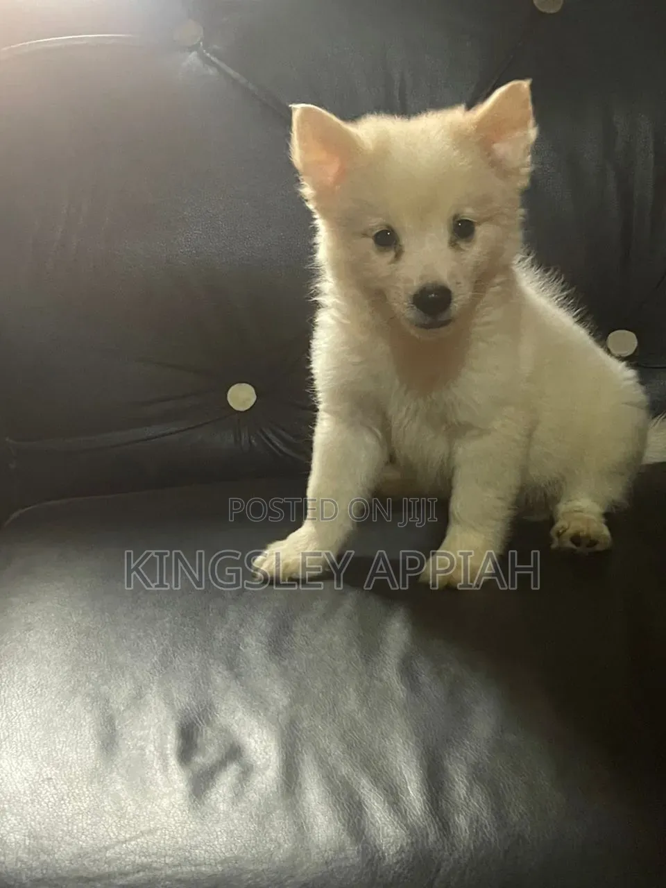 1-3 months Male Purebred American Eskimo
