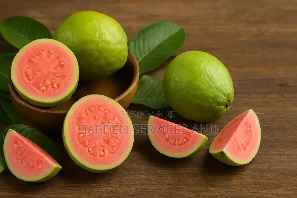 Exotic Guava for Sale