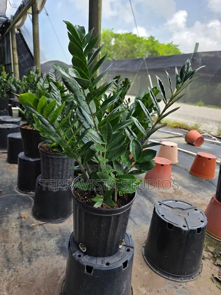 Low Maintenance Indoor Plant – Zz Plant