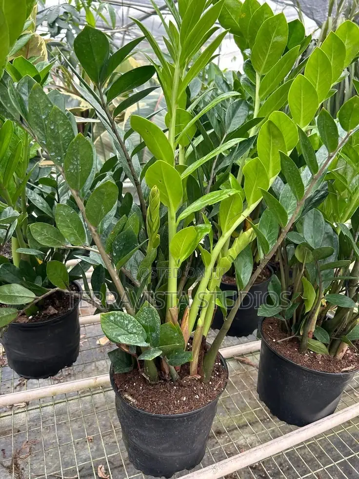 Low Maintenance Indoor Plant – Zz Plant