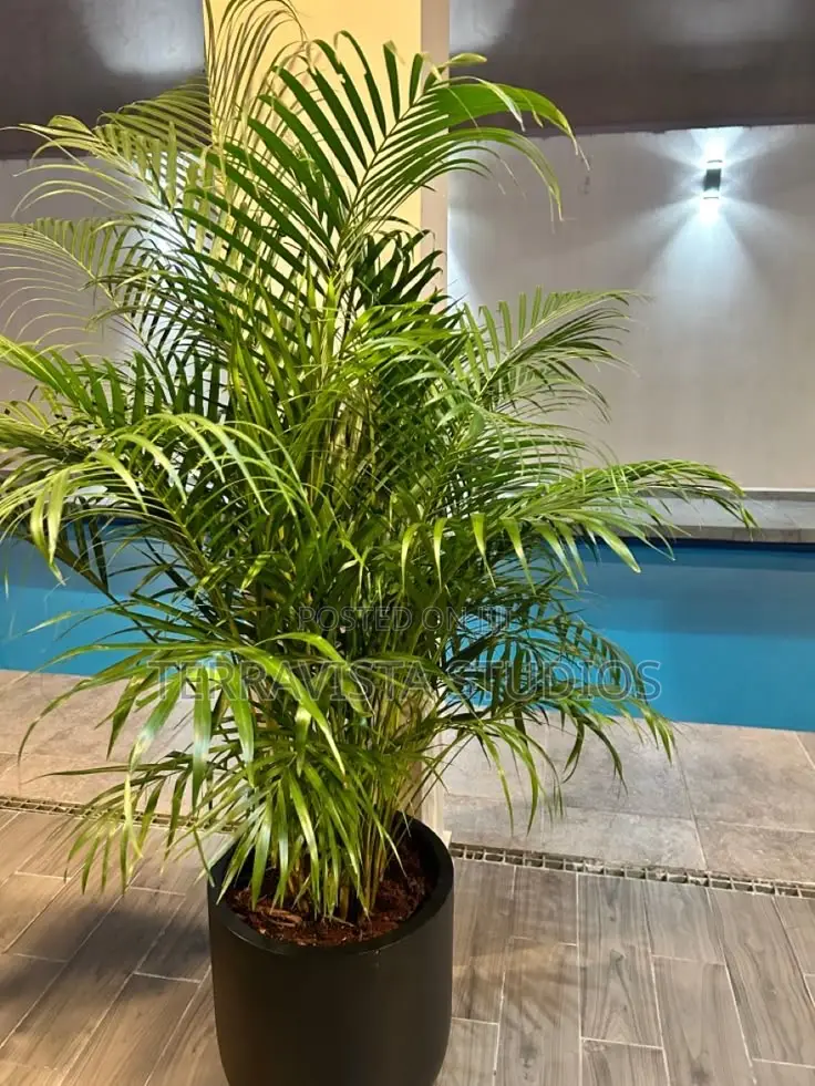 Mature Palms for Modern Planter and Luxury Landscaping