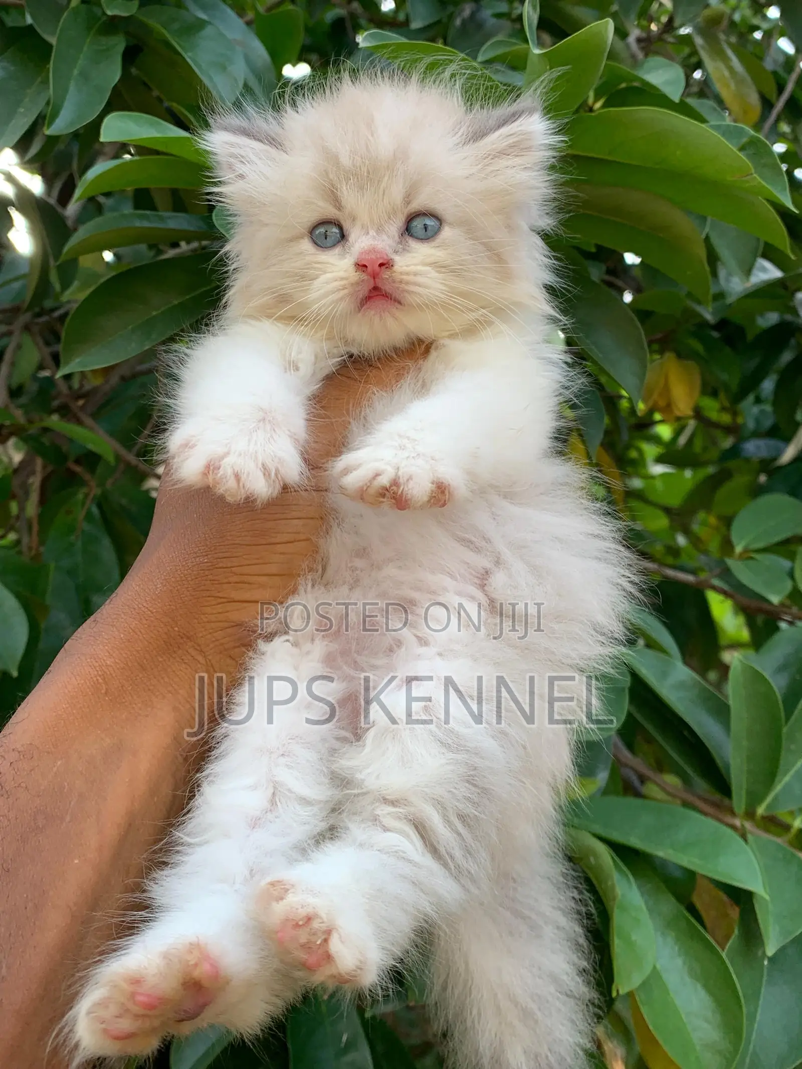 1-3 months Female Purebred Persian